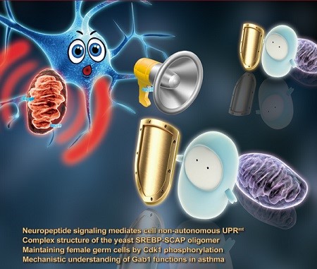 Ying_MacBook:Liu Lab:writen paper:2016 Shao et al published in Cell Research:Cell Research:封面设计:journal_cover_large.jpg
