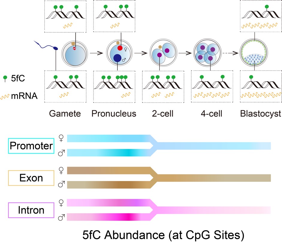 /Users/cxzhu/Documents/百度云同步盘/cxzhu/03.fC_single_cell/01.2nd_revision/CSC_R2_submit/Graphic_Abstract.png